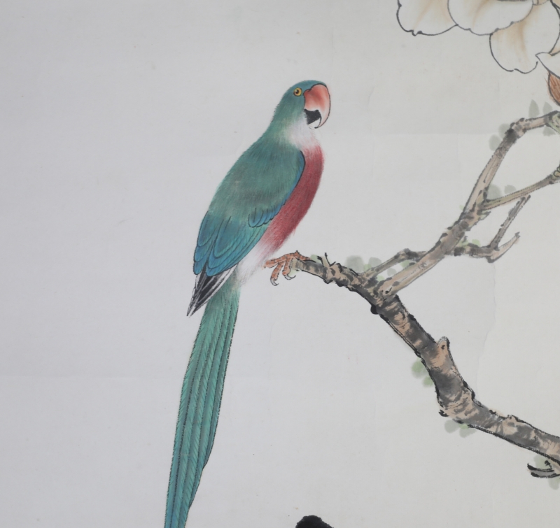 玉兰鹦鹉(3)