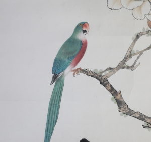 玉兰鹦鹉(3)