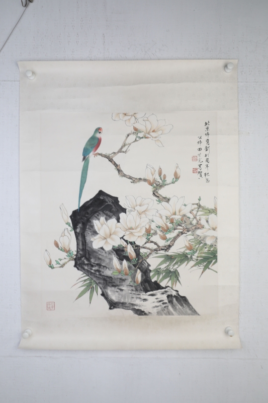 玉兰鹦鹉(6)